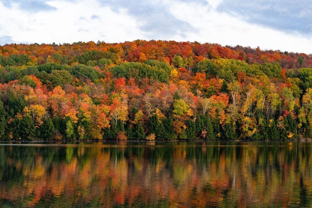 A Forest of Fall Foliage Behind a Body of Water
